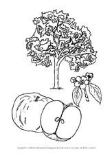 Ausmalbilder-Apfel-Apfelbaum-A-1-10.pdf